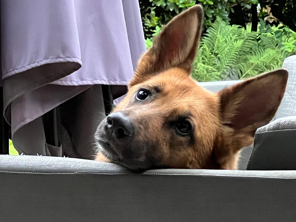 Omheinde bostuin Villa 't Hulzen Winterswijk — veilig voor honden